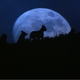 Image for article titled Killer dogs: Cujo, Dogs, White Dog
